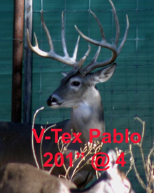 V-TEX PABLO